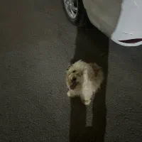 سگ میکس تریر