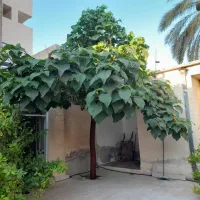 فروش نهال پالونیا سریع الرشدترین درخت جهان