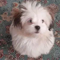 سگ شیتزو سوپر فلت|سگ|مشهد, نوید|دیوار