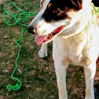 جهت واگذاری سگ