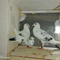 کفتر سوسکی