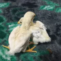 فروش دوتا جوجه کوشامو