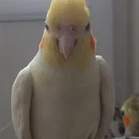 جفت عروس هلندی با ۳ تا جوجه