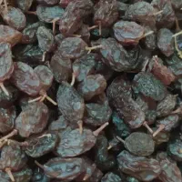 فروش کشمش آفتابی تاکستان