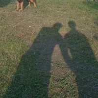 سگ ژرمن شپرد|سگ|کلاچای, |دیوار