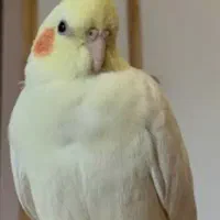 عروس هلندی گمشده. اسمش لیمو. منطقه کوی بهروز