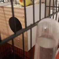 جفت کوتوله برزیلی مولد نژاد پاربلو پایپ