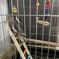 مرغ عشق عروس هلندی