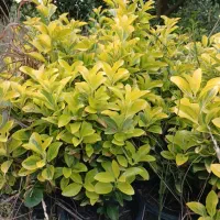 شمشاد طلایی و ...