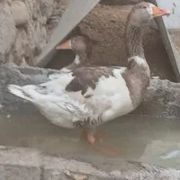 فروش غاز