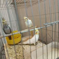 پرنه