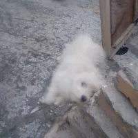 سگ پاکوتاه