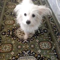 سگ پامر|سگ|کرج, حصارک بالا|دیوار