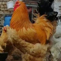 جوجه زینتی ۴۰روزه