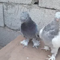 کبوتر ترکیه آب تاکلا