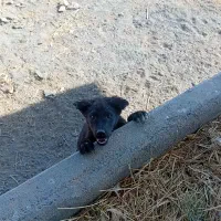 توله اصفهانی