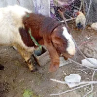 یک عددپازن گلابی ویک عددبزگلابی|حیوانات مزرعه|جم, |دیوار