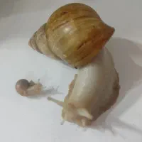 فروش حلزون پر کلاژن