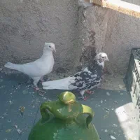کبوتر