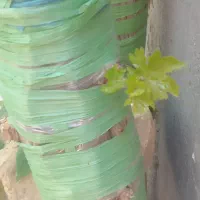 پیوند انگور و تمام درختان وهرس
