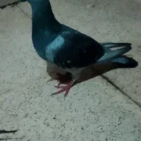 یک جفت کبوترپلاکی|پرنده|بندر ماهشهر, |دیوار