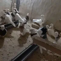 باسلام تعدادی کبوتر طوقی فروشی