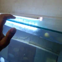 اکواریوم|ماهی|رفسنجان, |دیوار