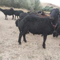 قوچ بی گوش موفر قره قزل اصل