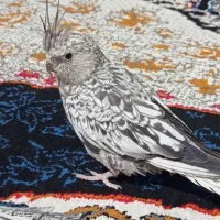 عروس هلندی ایزابلا
