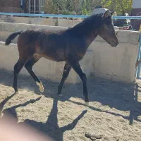 فروش دوعدد کره اسب|اسب و تجهیزات اسب‌سواری|بروجن, |دیوار