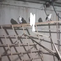 باسلام چهار تا کبوتر جوونه پشتی