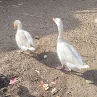 یکجفت  بط زهک