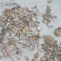 لوازم آکواریوم گوش ماهی صدف سنگ مرجان|ماهی|مشهد, جاهد شهر|دیوار