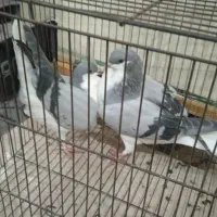 طلای،خوب خوشرنگ دوتانهصد