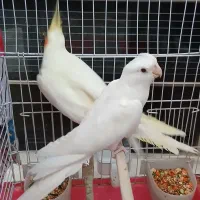 جفت عروس هلندی