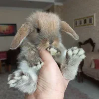خرگوش های مینی لوپ فرانسوی عروسکی|موش و خرگوش|تهران, پونک|دیوار