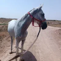 اسب مادیان یکسر خارجی