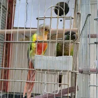 طوطی|پرنده|بوکان, |دیوار