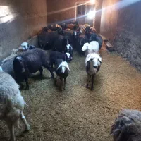 گوسفند قزل پلنگی|حیوانات مزرعه|زاغه, |دیوار