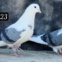 پشت سبز|پرنده|تهران, نیروی هوایی (پیروزی)|دیوار