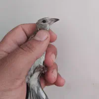 ۳عدد جوجه سهره ی درجه یک قواره دار نر رنگ روشن