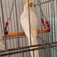 عروس هلندی سخنگو با قفس