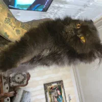 توله گربه پرشین بلک