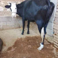 گاو