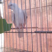 فروش با معاوضه،اب پخش هستم|پرنده|آبپخش, |دیوار