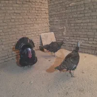 بوقلمون دوعدد ماده یک عدد نر