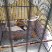 ((سهره قناری لر بخون))|پرنده|ری, شهادت|دیوار