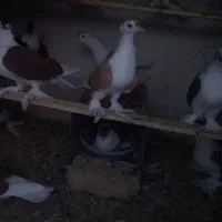 پرپا پشتی|پرنده|تربت‌حیدریه, تپه ننه حجی|دیوار