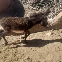 کره الاغ|حیوانات مزرعه|سبزوار, رضوی|دیوار