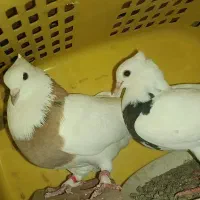 مایع کبوتر جفت|پرنده|کهنوج, |دیوار